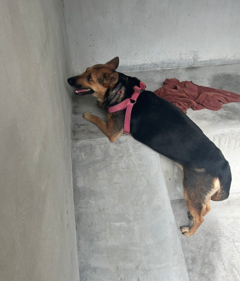 Niall Harbison tweet media