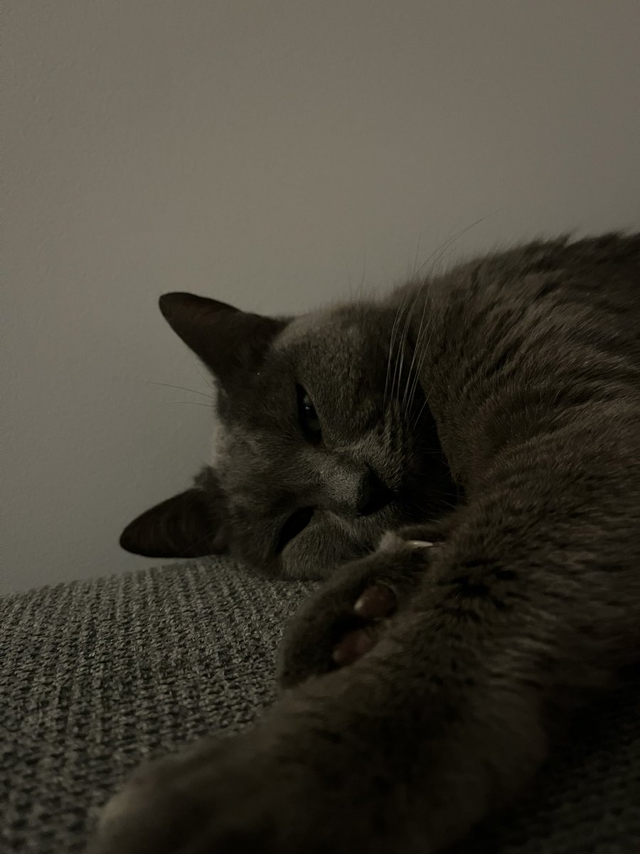 zblld's tweet photo. @Alxeuuu omg on a le même cat https://t.co/HOwiir8ogj