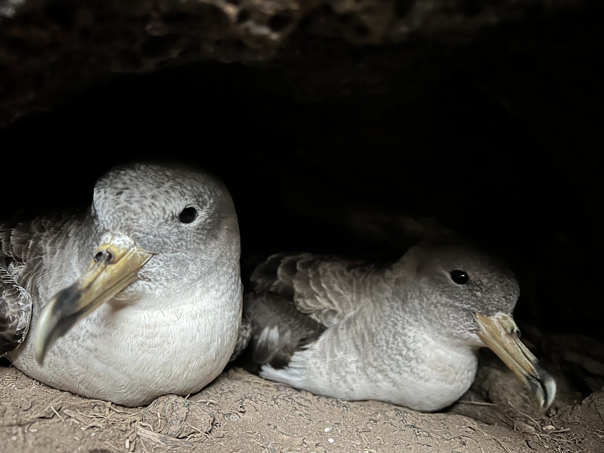 Check #Avocetta new website:
riviste.unimi.it/index.php/avoc…
NEW ARTICLE OUT 
"Population size and breeding success of the Scopoli’s Shearwater on Lampione Islet"
authored by Di Gangi and collaborators
DOI: doi.org/10.30456/avo.2…
#seabirds #breeding #birds