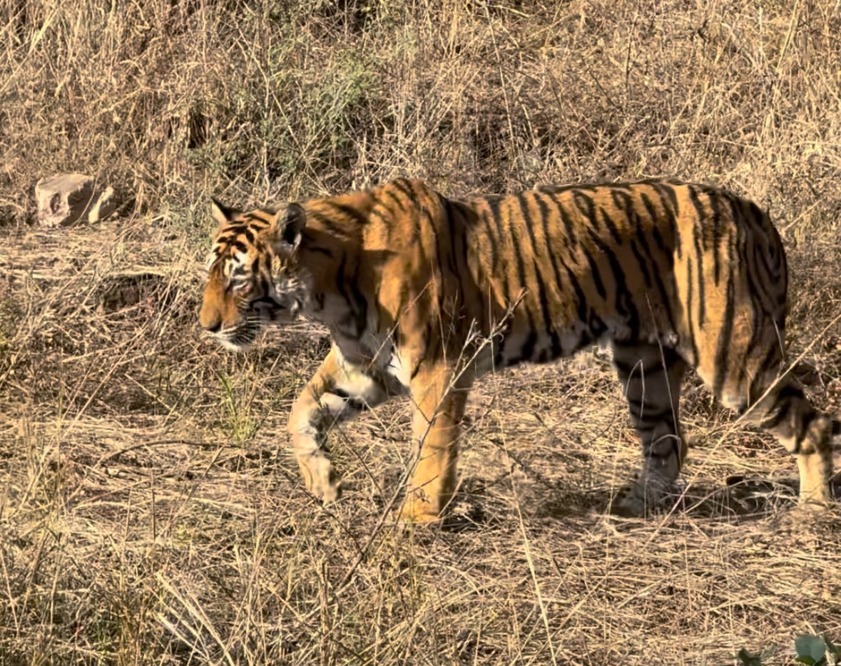 Piotrek Ziemkiewicz tweet media