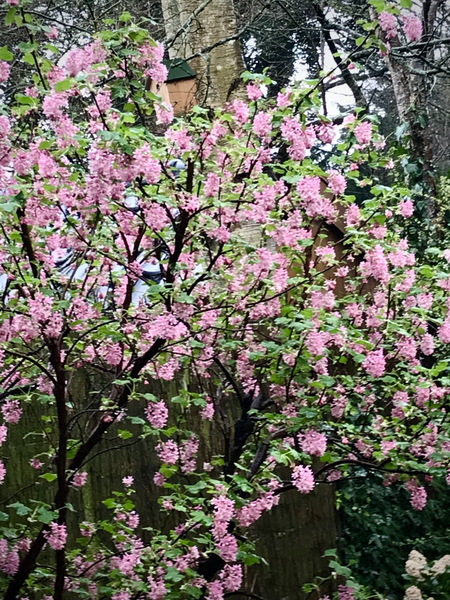 idanoomen's tweet image. #ElkeDagEenBloem
#Bloesem
⁦@wbos54⁩ 

De #ribes in de achtertuin, maart 2024. Nu is ie nog niet zo ver…