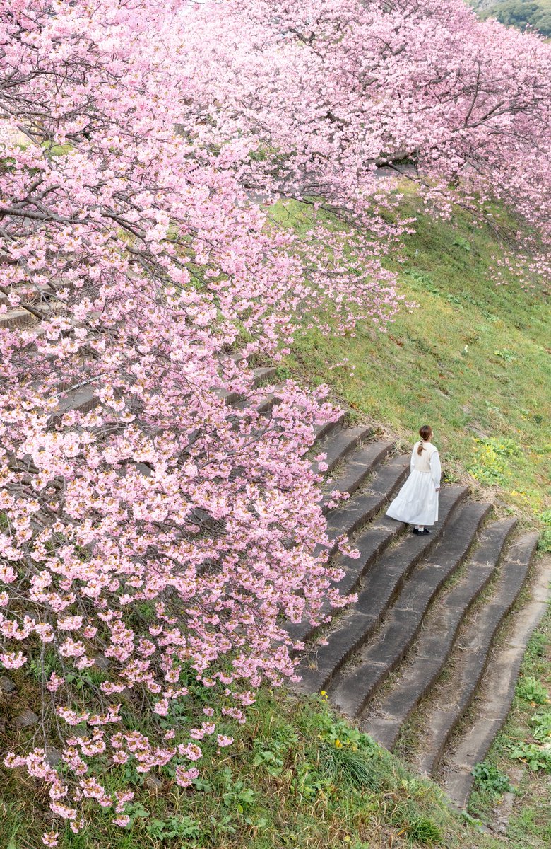 shoyan_03's tweet image. 一足早く春を感じてきました。