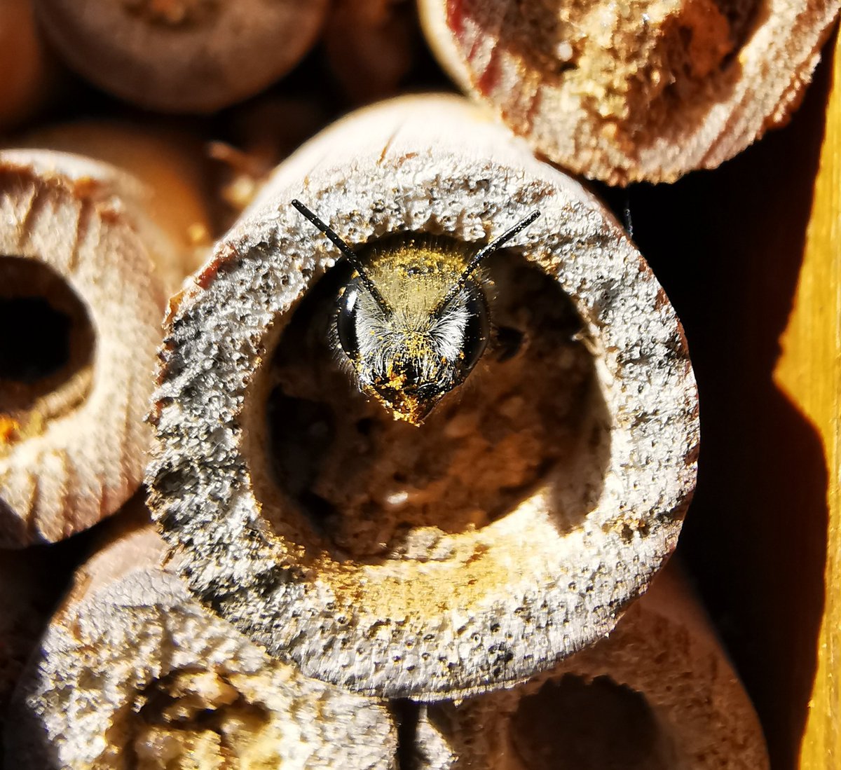 Good morning! Let's start with the second day of the bee course held at the Jardí Botànic de Barcelona!

🐝🐝🐝

#KnowYourBees
#BeeCourseBarcelona
<a href="/TETTRIsEU/">TETTRIs</a>