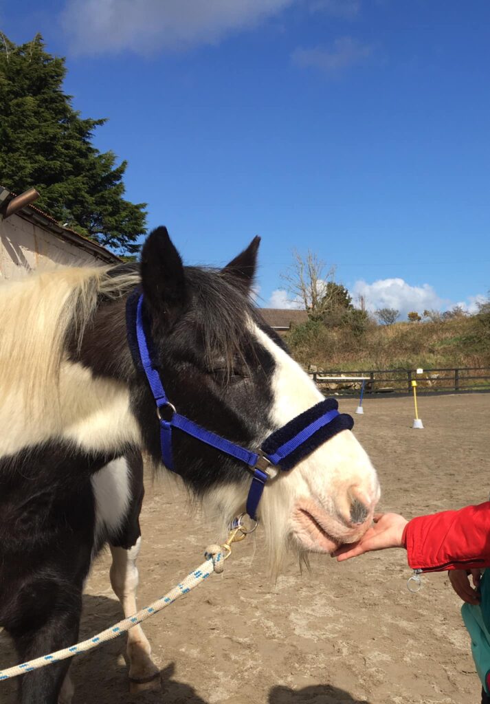 LIFT (@liftireland) on Twitter photo We’re delighted to announce that Horses Connect has been confirmed as our newest Charity Partner! 🐴💙
Based in Galway, Horses Connect uses the power of horses to help individuals and businesses overcome challenges, promote wellness, and enhance lives🙌
<a href="/horsesconnect/">Horses Connect</a> #LIFT We’re delighted to announce that Horses Connect has been confirmed as our newest Charity Partner! 🐴💙
Based in Galway, Horses Connect uses the power of horses to help individuals and businesses overcome challenges, promote wellness, and enhance lives🙌
<a href="/horsesconnect/">Horses Connect</a> #LIFT