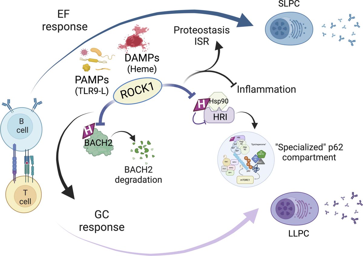 .<a href="/DrJRiveraCorrea/">Juan L. Rivera-Correa</a> &amp; ASCI member Alessandra Pernis et al. find that ROCK1, a serine/threonine kinase, plays a critical role in protecting B cells when exposed to damaging and stressful environments. insight.jci.org/articles/view/…