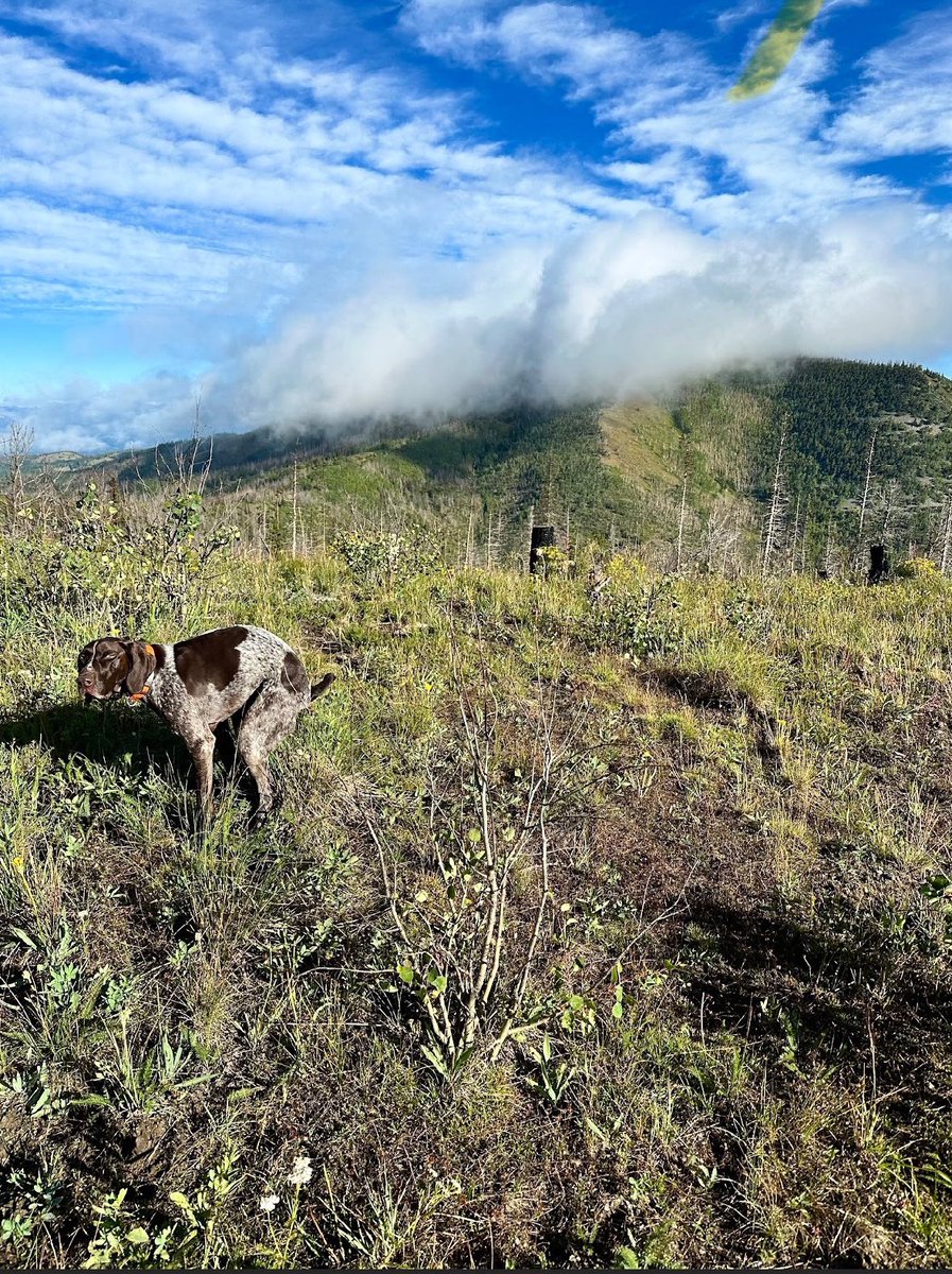 It’s you vs you. 

#poopingpooches #gsp #germanshepherd #labrador #doodle #cutedog #dog