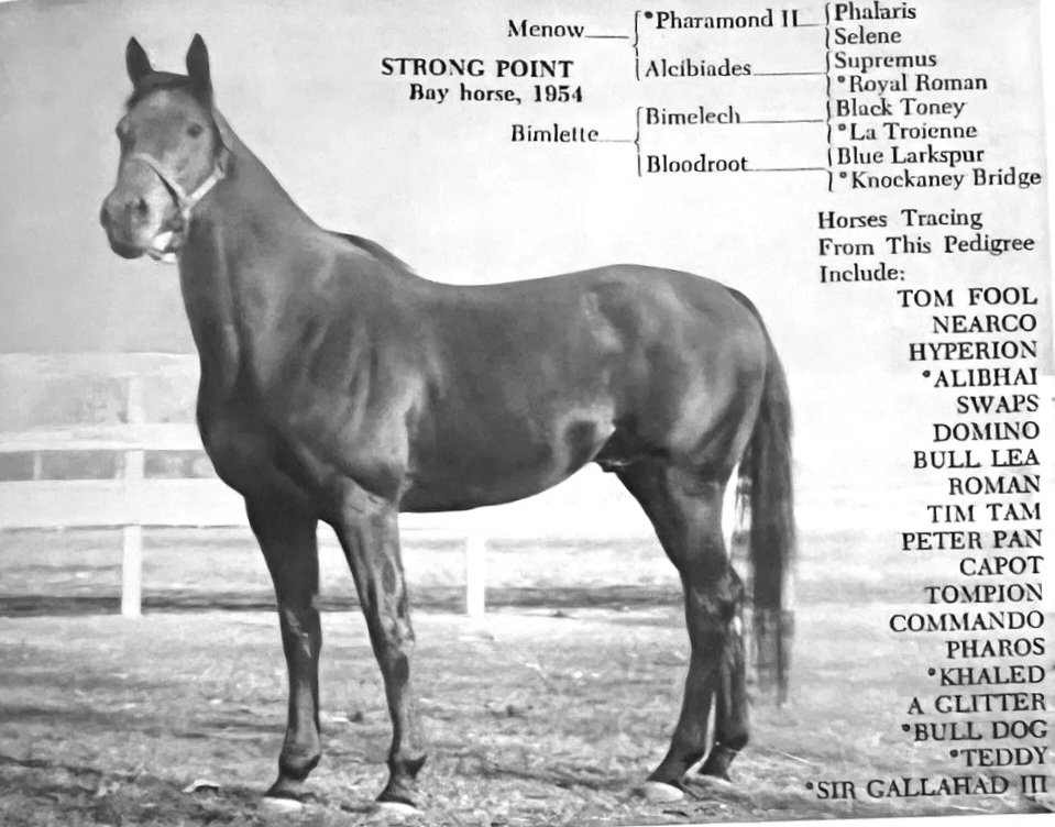 HORSERACING1002's tweet photo. STRONG POINT 🇺🇸1954
(MENOW - BIMLETTE BY BIMELECH)#StrongPoint
B/ Greentree Stud (Ky)
Mar 20 1954.
84-13-16-13----$50,889
George's Brandeis Memorial H.
Sired Always You, Matusa, Speedy Belle, Strong Eye, Etc https://t.co/JaysGOacuZ