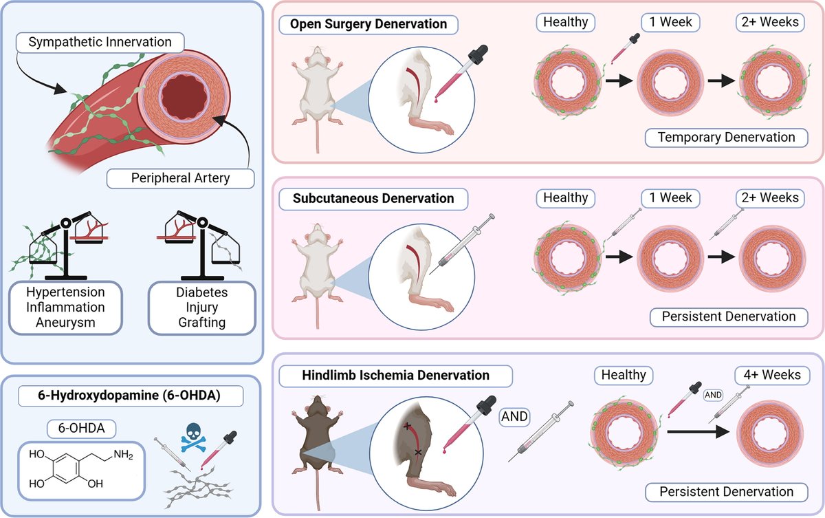 Tissue Engineering (@tissueengin) on Twitter photo Check out this recently published article from <a href="/JiangLabNU/">Bin Jiang, PhD</a> <a href="/NorthwesternEng/">Northwestern Engineering</a> on mice models for peripheral denervation to enhance vascular regeneration!
Read more here: doi.org/10.1089/ten.te⦠Check out this recently published article from <a href="/JiangLabNU/">Bin Jiang, PhD</a> <a href="/NorthwesternEng/">Northwestern Engineering</a> on mice models for peripheral denervation to enhance vascular regeneration!
Read more here: doi.org/10.1089/ten.teā¦