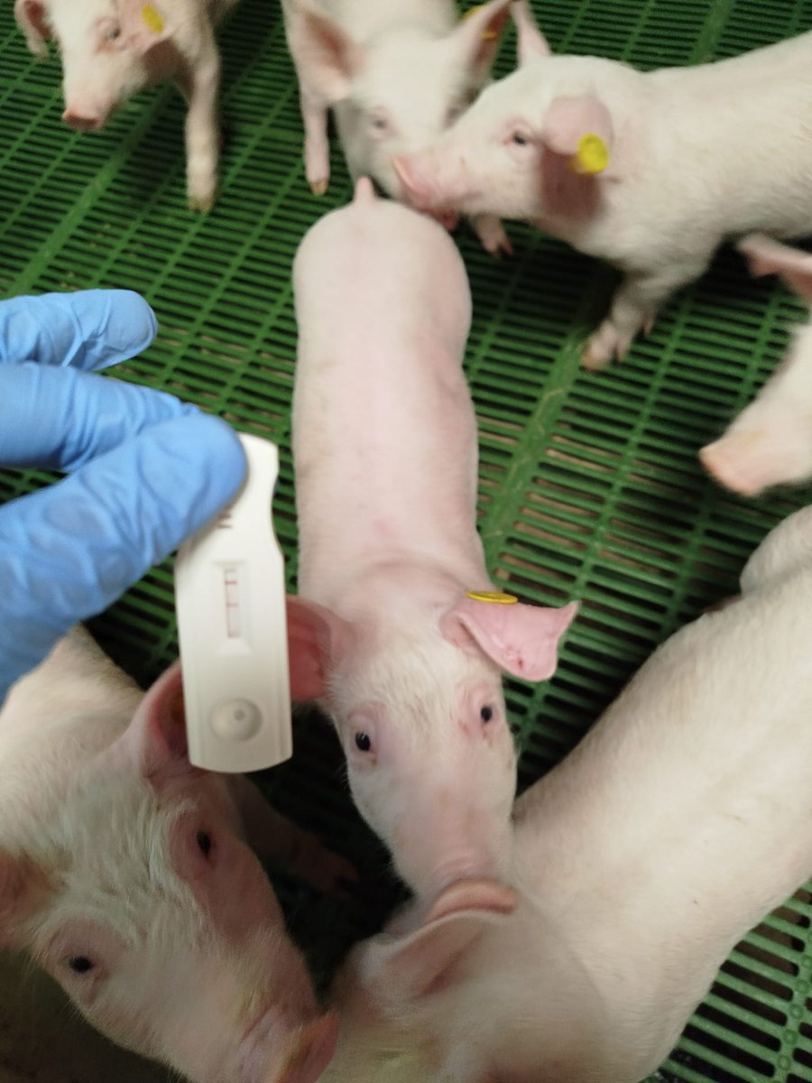 OTRI_UMU (@otri_umu) on Twitter photo Investigadores del laboratorio SALILAB-PIG de la <a href="/UMU/">Universidad Murcia</a> desarrollan un test rápido para detectar inflamación en cerdos, que puede ser utilizado directamente en las explotaciones porcinas t.um.es/3rATRB Investigadores del laboratorio SALILAB-PIG de la <a href="/UMU/">Universidad Murcia</a> desarrollan un test rápido para detectar inflamación en cerdos, que puede ser utilizado directamente en las explotaciones porcinas t.um.es/3rATRB