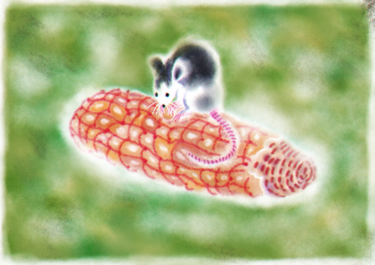 I keep forgetting to post here,, but here's a mouse eating corn on the cob!
