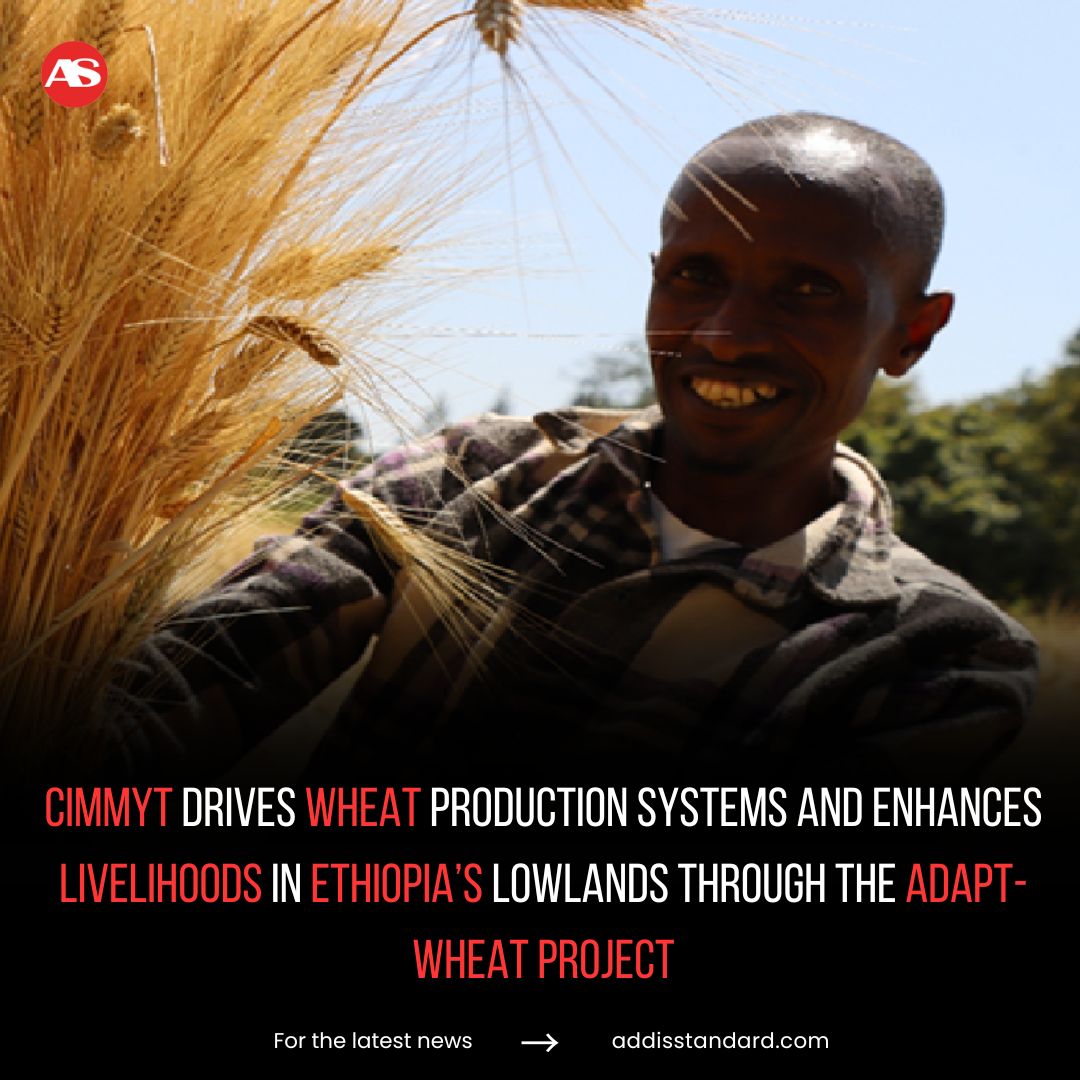 Sponsored post: #CIMMYT drives wheat production systems and enhances livelihoods in Ethiopia’s Lowlands through the ADAPT-Wheat Project

CIMMYT, in collaboration with the Ethiopian Institute of Agricultural Research (#EIAR), is working to expand wheat production in Ethiopia’s