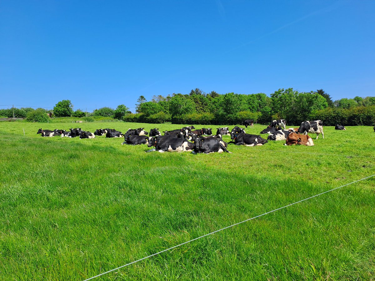 Mike Dineen (@mike_dineen_) on Twitter photo Exciting PhD opportunity within our Teagasc nutrition group, in collaboration with UCC, focusing on autumn-calving/winter-milk systems: teagasc.ie/media/website/…
Retweets appreciated!
<a href="/teagasc/">Teagasc</a> <a href="/uccBEES/">Biological, Earth & Environmental Sciences, UCC</a> <a href="/PastureBase/">PastureBase Ireland</a> Exciting PhD opportunity within our Teagasc nutrition group, in collaboration with UCC, focusing on autumn-calving/winter-milk systems: teagasc.ie/media/website/…
Retweets appreciated!
<a href="/teagasc/">Teagasc</a> <a href="/uccBEES/">Biological, Earth & Environmental Sciences, UCC</a> <a href="/PastureBase/">PastureBase Ireland</a>