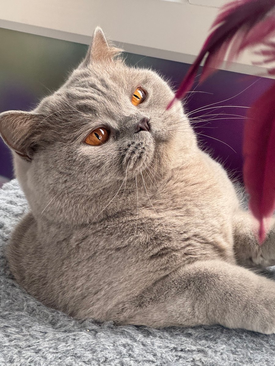 TheCatHotel's tweet image. Feather fun!