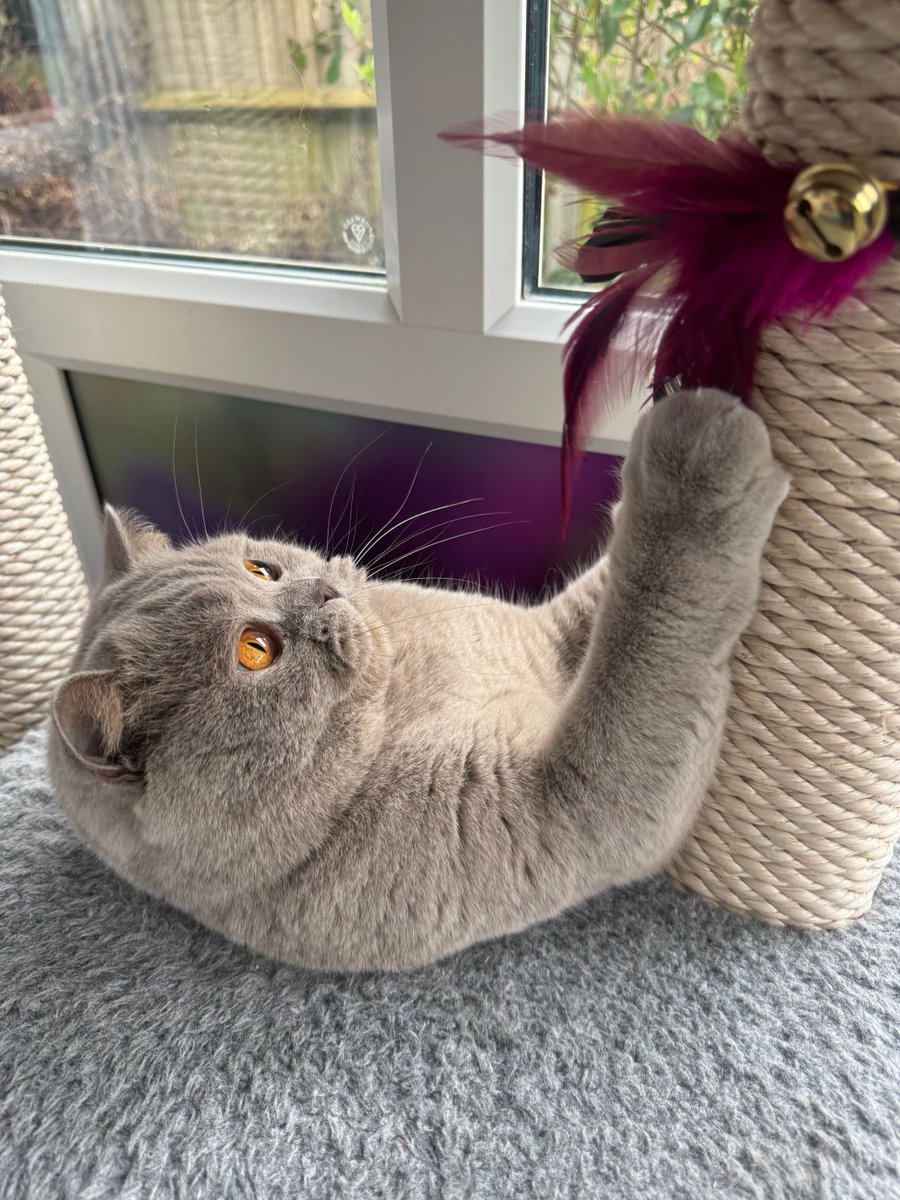 TheCatHotel's tweet image. Feather fun!