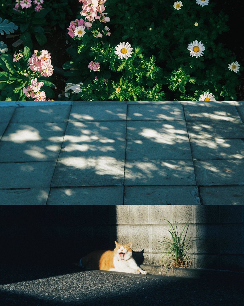 hinamin012's tweet image. life