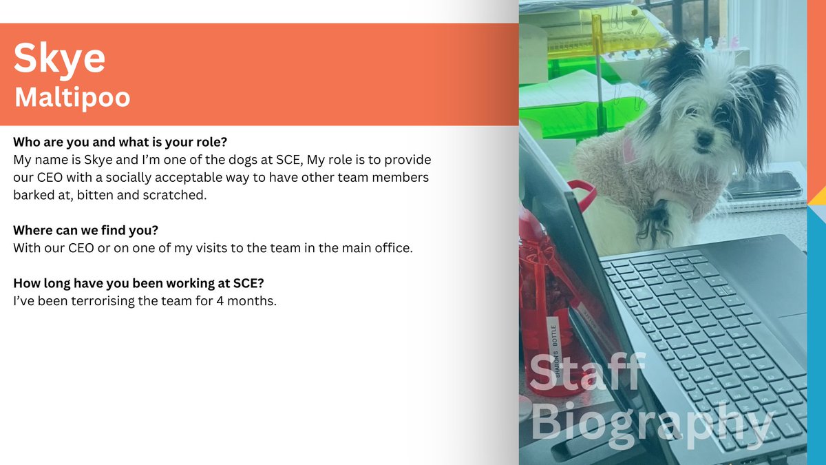 Stirling Community Enterprise (@stirlingce) on Twitter photo 👋 Meet our dogs!👋 
Some of our team bring their dogs into the office with them. Skye is just a little puppy and the latest addition to our team. 
#stirling
#stirlingdogs 👋 Meet our dogs!👋 
Some of our team bring their dogs into the office with them. Skye is just a little puppy and the latest addition to our team. 
#stirling
#stirlingdogs