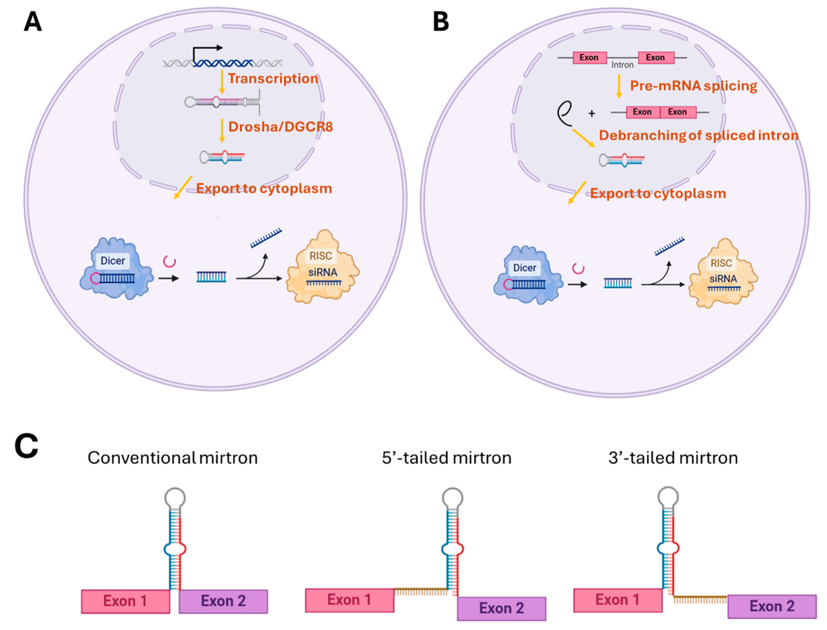 😊Check out #review: Mirtrons in Human Cancers
#Mirtrons #RNA
<a href="/MDPIOpenAccess/">MDPI</a> <a href="/MdpiOnco/">Onco_MDPI</a> 
👨‍🎓Authors: Yi-Ling Chen, Nicholas Pascuzzi, Alejandro Ruiz and Kuan-Hui Ethan Chen
👏 mdpi.com/2673-7523/5/1/7