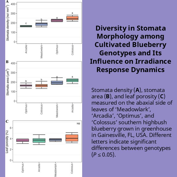 ASHS (@ashs_hort) on Twitter photo Stomata are pores on the leaf epidermis that control gas exchange between leaves and the atmosphere. Stomata morphology differs significantly among different blueberry genotypes.
#JASHS doi.org/10.21273/JASHS…
<a href="/UF_IFAS/">UF IFAS Solutions</a> Stomata are pores on the leaf epidermis that control gas exchange between leaves and the atmosphere. Stomata morphology differs significantly among different blueberry genotypes.
#JASHS doi.org/10.21273/JASHS…
<a href="/UF_IFAS/">UF IFAS Solutions</a>