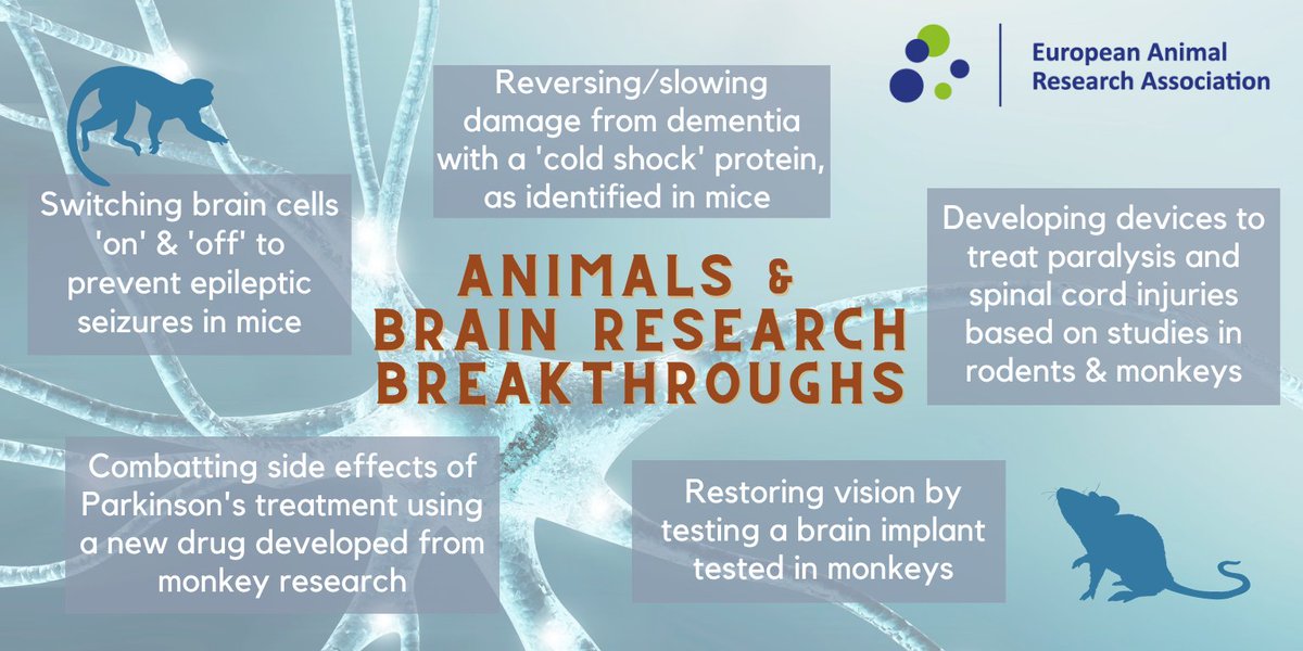 🧠 For #BrainAwarenessWeek, here are some of the breakthroughs in brain research that have been achieved using animals such as #mice &amp; #monkeys!

#BAW2025