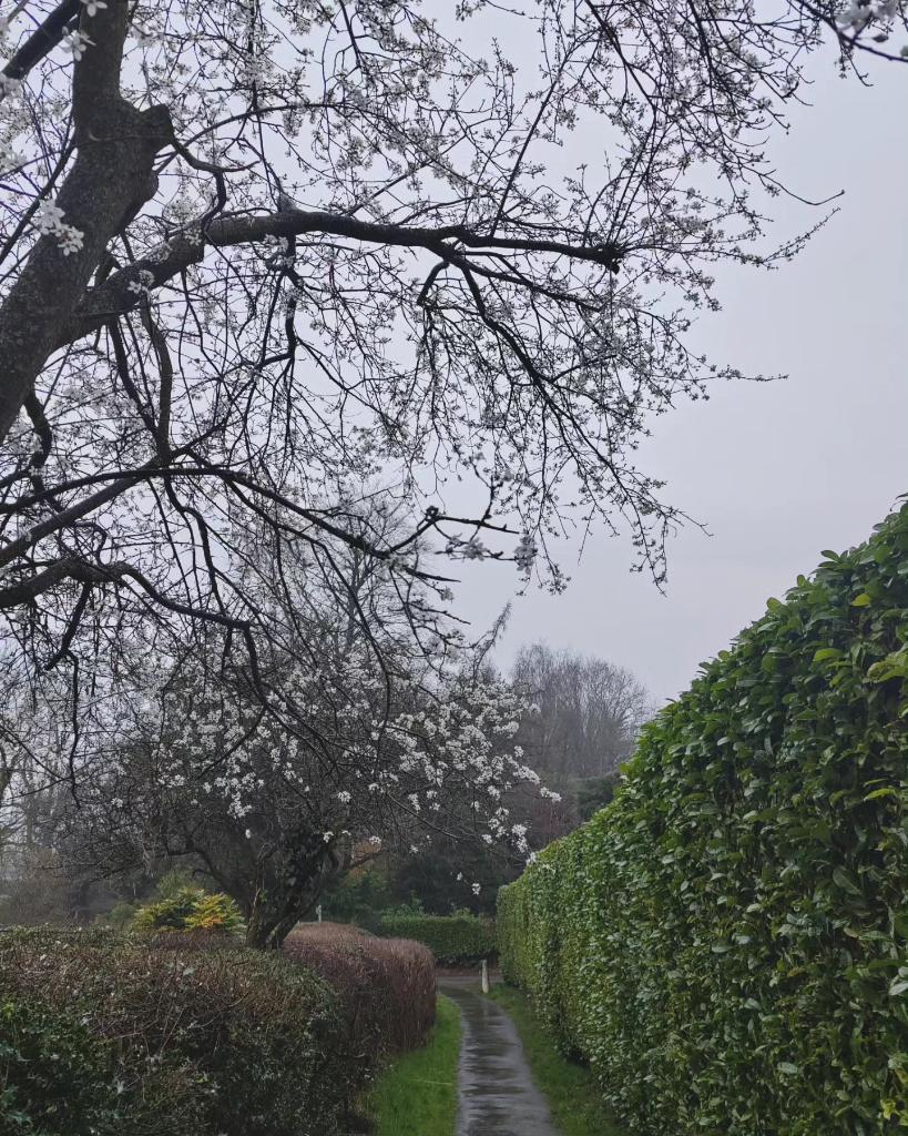 na_okon's tweet image. Three steps forward, two steps back 🌱

#foolsspring 
#三寒四温
#何もできない事を学んだ日