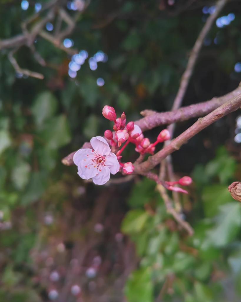 na_okon's tweet image. Three steps forward, two steps back 🌱

#foolsspring 
#三寒四温
#何もできない事を学んだ日