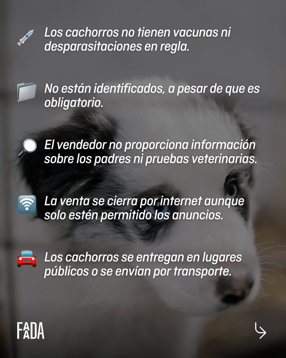 FAADAorg's tweet photo. 🕵️‍♂️ ¿CÓMO DETECTAR A UN TRAFICANTE ILEGAL DE ANIMALES?🕵️‍♂️

Desde @FAADAorg hemos hecho un breve resumen con las características principales para que podáis diferenciar a un criador ético y legal de un traficante de cachorros para evitar fomentar esta cruel industria y también [...] https://t.co/PRM2wQZYR8