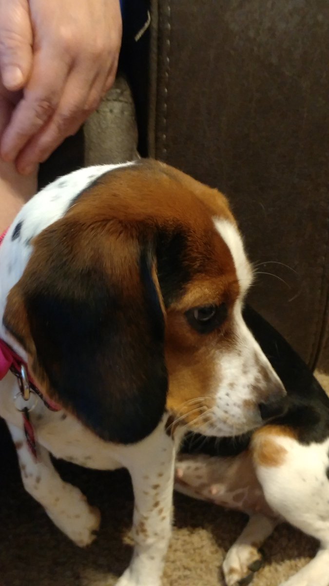 wonderbeagmurph's tweet photo. I want to tell you a very important story. If you are thinking of getting a dog, please read and absorb it. This little lady is Molly. When I lost my BELOVED soul dog Oscar in 2019 to cancer I was broken. I saw her little face and just knew she was the cure. https://t.co/gRPPtAeIsH