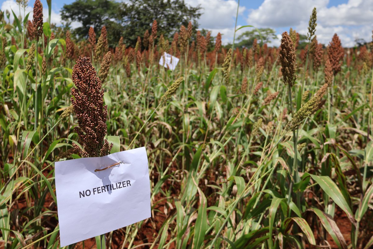 <a href="/RAIZ_project/">RAIZ</a> held successful Field Days in Murewa and Mutoko districts showcasing technologies that can prove viable across a climate gradient to improve productivity and build resilience to climate risks #Agroecology #ClimateResilience #FoodSecurity