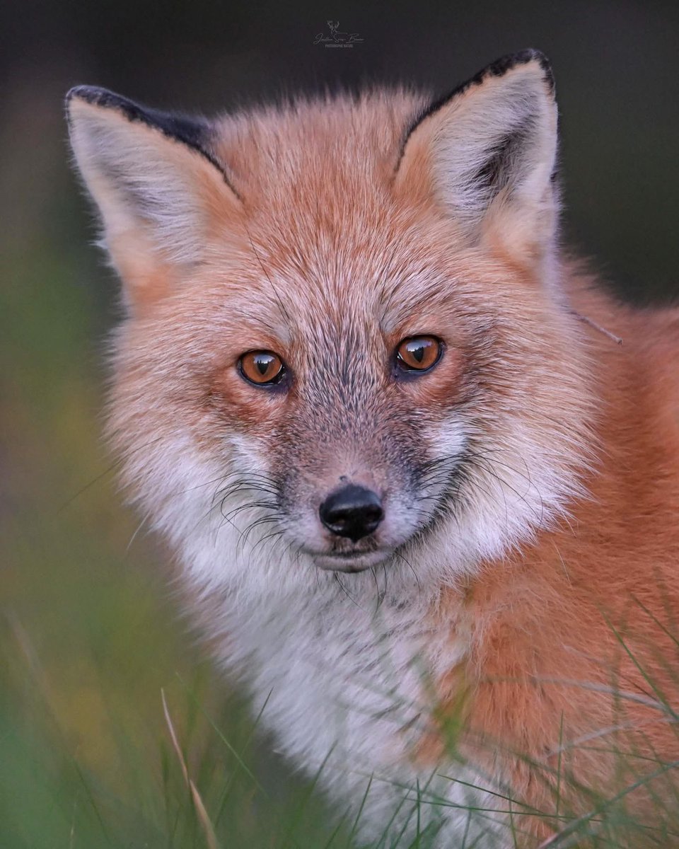 La beauté des renards 🦊 
❤️🩷❤️