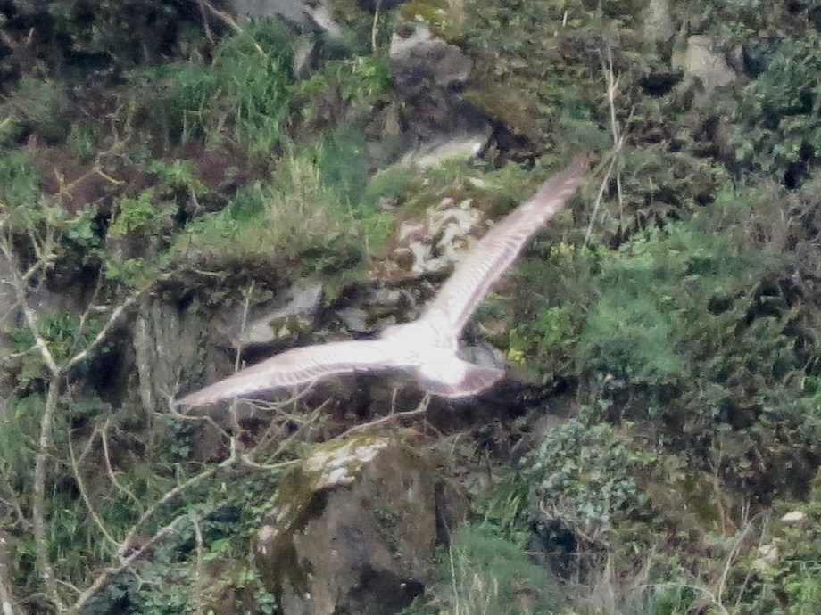 1st-winter American Herring Gull that I found on my patch at Perelle on Saturday (8th Mar). 1st for Channel Islands. I will share some photos in a thread below. <a href="/GuernseyBirds/">Guernsey Birds</a> 

Many thanks to Rich Bonser <a href="/bonser_rich/">Rich Bonser</a> for help making a positive ID.