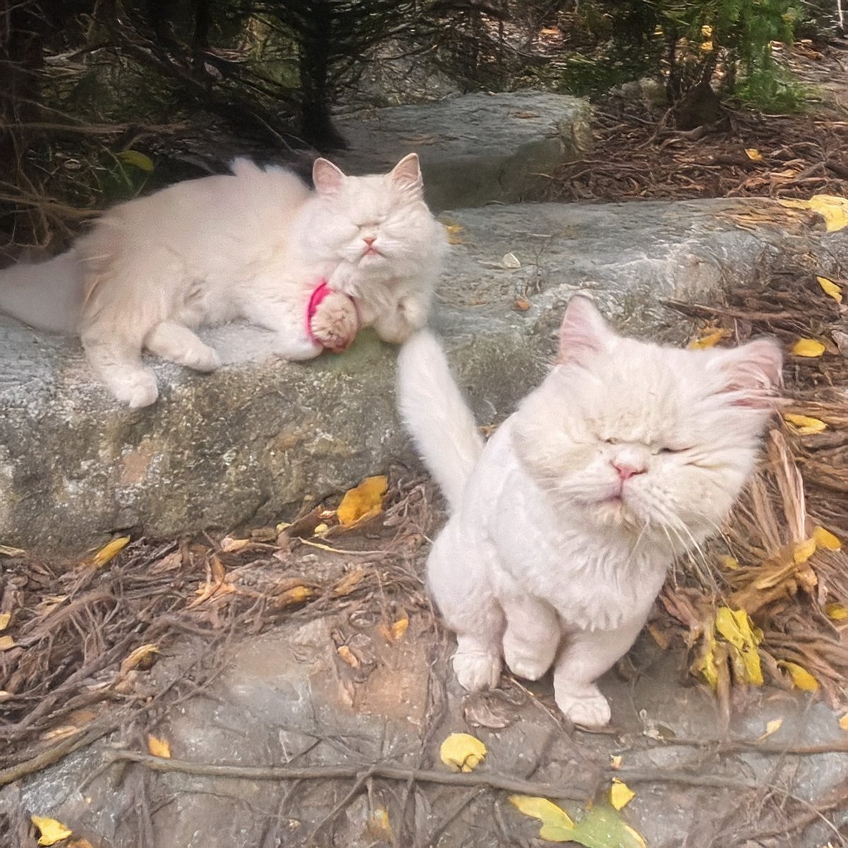 It's been a while - we are sowwy. That mum has just been so busy. And she was in hospital briefly. But we are always thinking of our pals here. We hope mew are all ok? xox