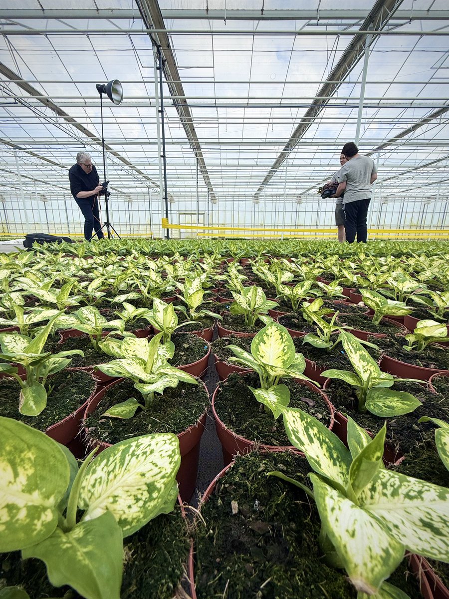 BTS - Shoot Jaarverslag <a href="/FloraHolland/">Royal FloraHolland</a> bij kwekerij Greenosa in België. Twee jonge ondernemers die onlangs hun kwekerij zijn gestart. 🤗💪

#portraitphotography #portraitshoot #photoshoot #kwekers #royalfloraholland #jongeondernemers