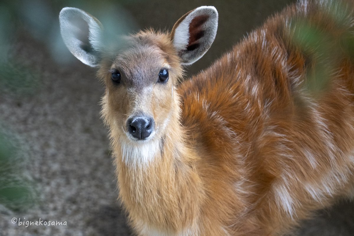 ロイヤルアルバート オルゴール 【 窓辺の猫】希少 imgrc0089298151.jpg
