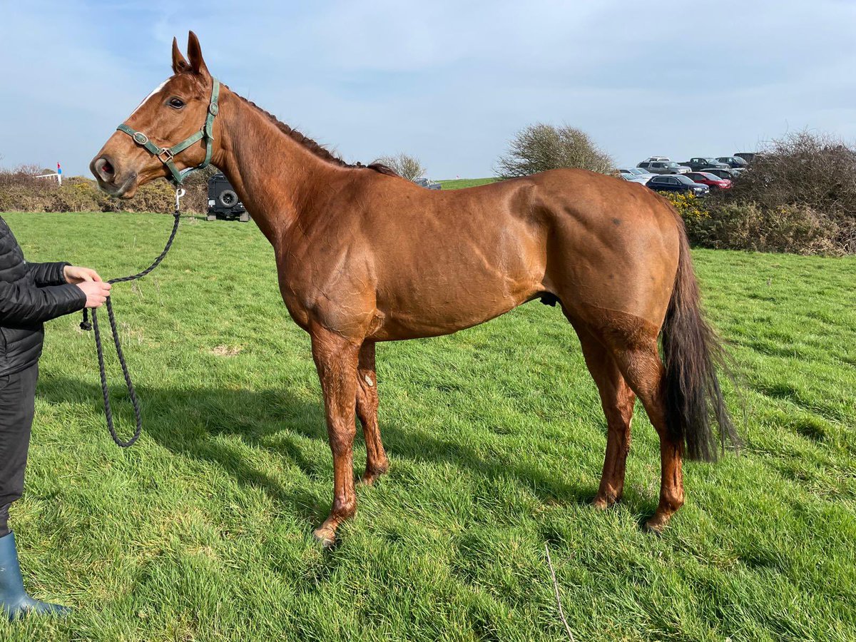 Centauri Star goes through the ring <a href="/TattsCheltenham/">Tattersalls Cheltenham</a> sales on Thursday. A very close second Linkstown <a href="/irishp2p/">p2p.ie</a>.