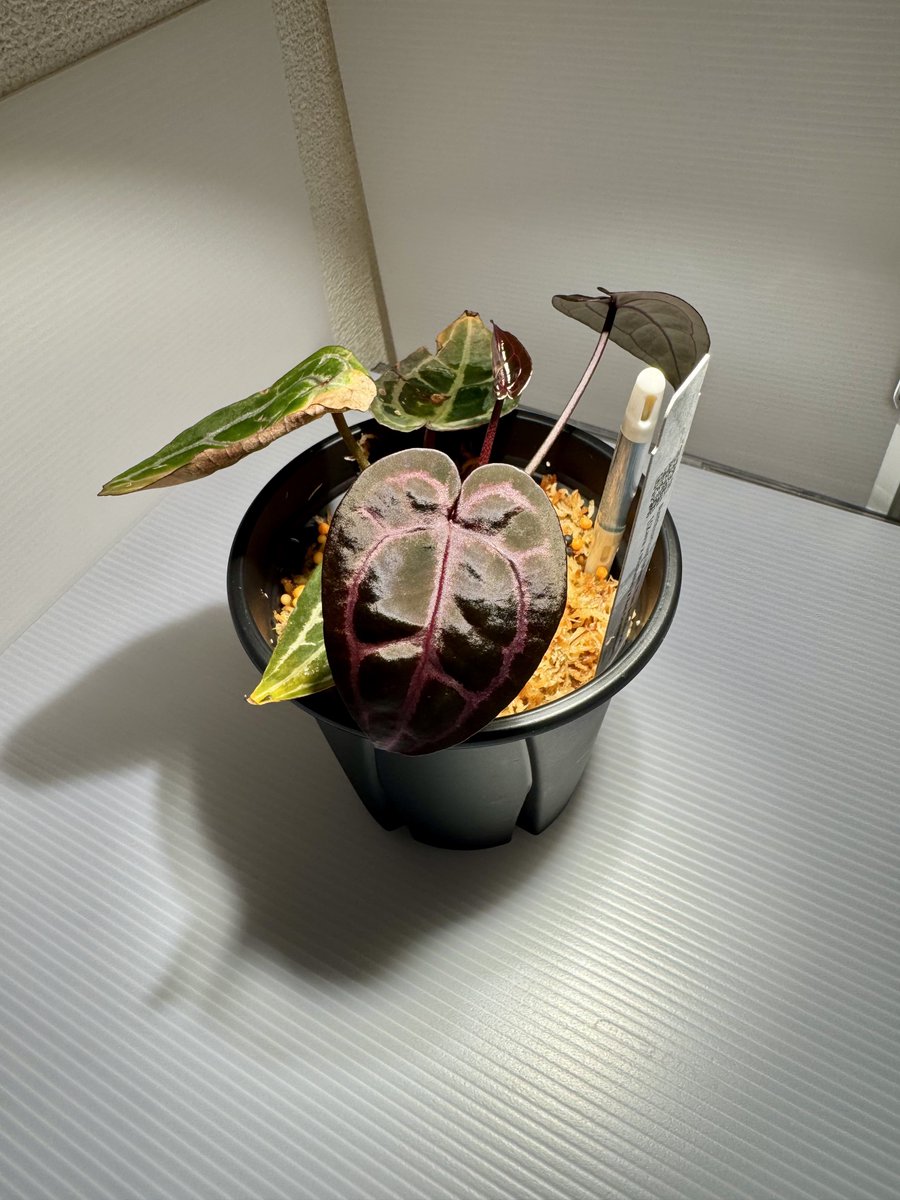 Anthurium memorial Tim Anderson Zara Michelle x red crystal Tuzla

新葉が3枚開きましたが、何も紫色をキープしています😳
良い株を手に入れました😆👌

#アンスリウム  #アロイド　#観葉植物