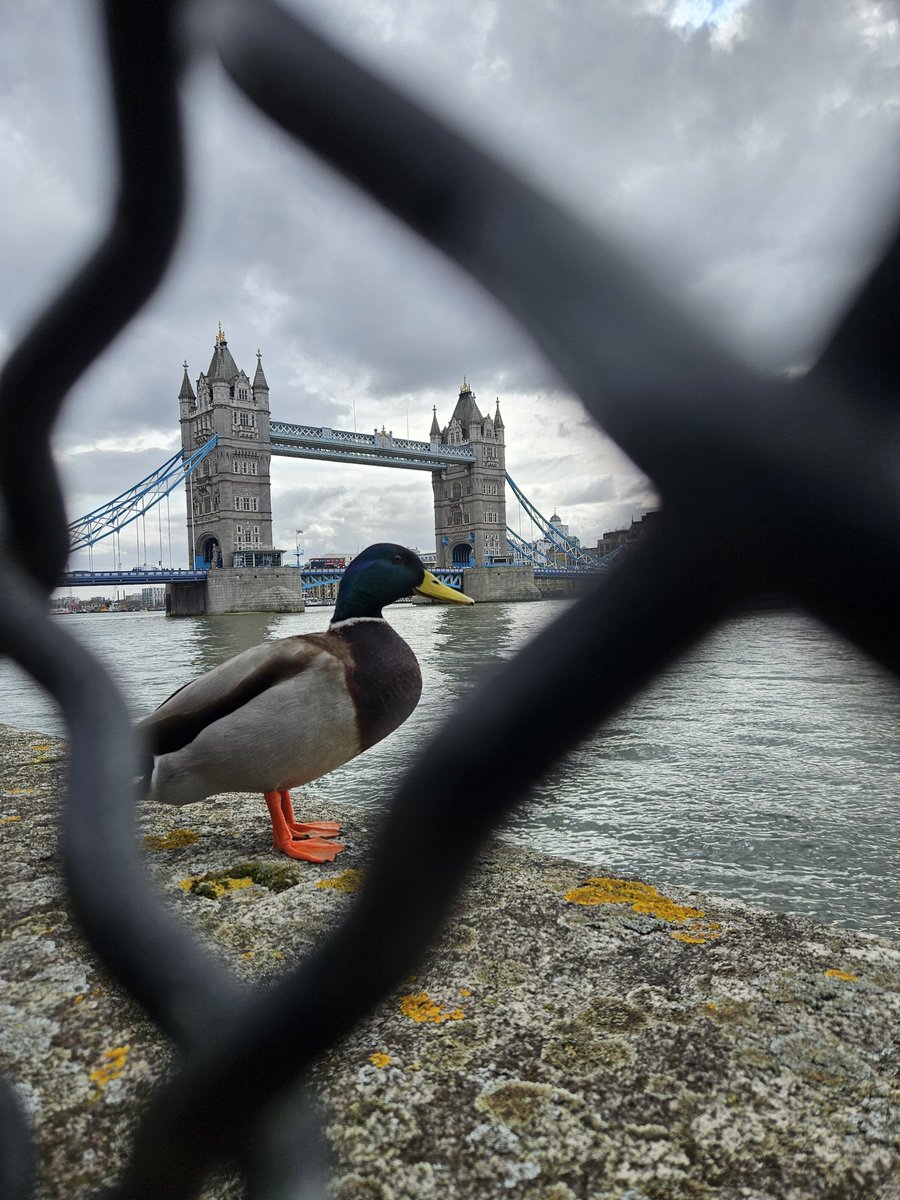 What the duck! 
Morning neighbour. 
<a href="/TowerBridge/">Tower Bridge</a> 
<a href="/Natures_Voice/">RSPB</a>