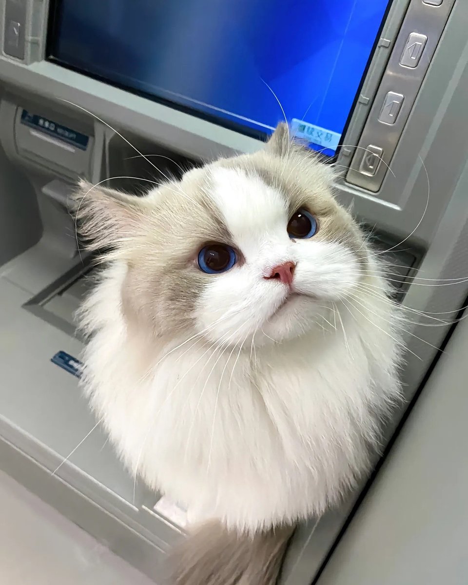 smallcutekitten's tweet image. 