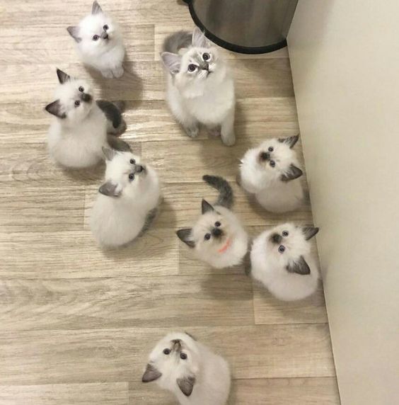 smallcutekitten's tweet image. 