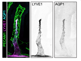 ‼️Check our latest work on intestinal lymphatics😀
biorxiv.org/content/10.110…