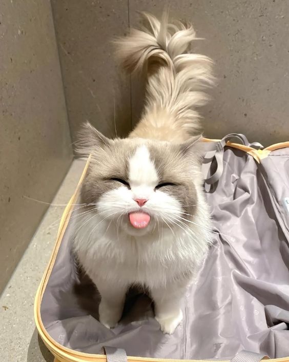 smallcutekitten's tweet image. 