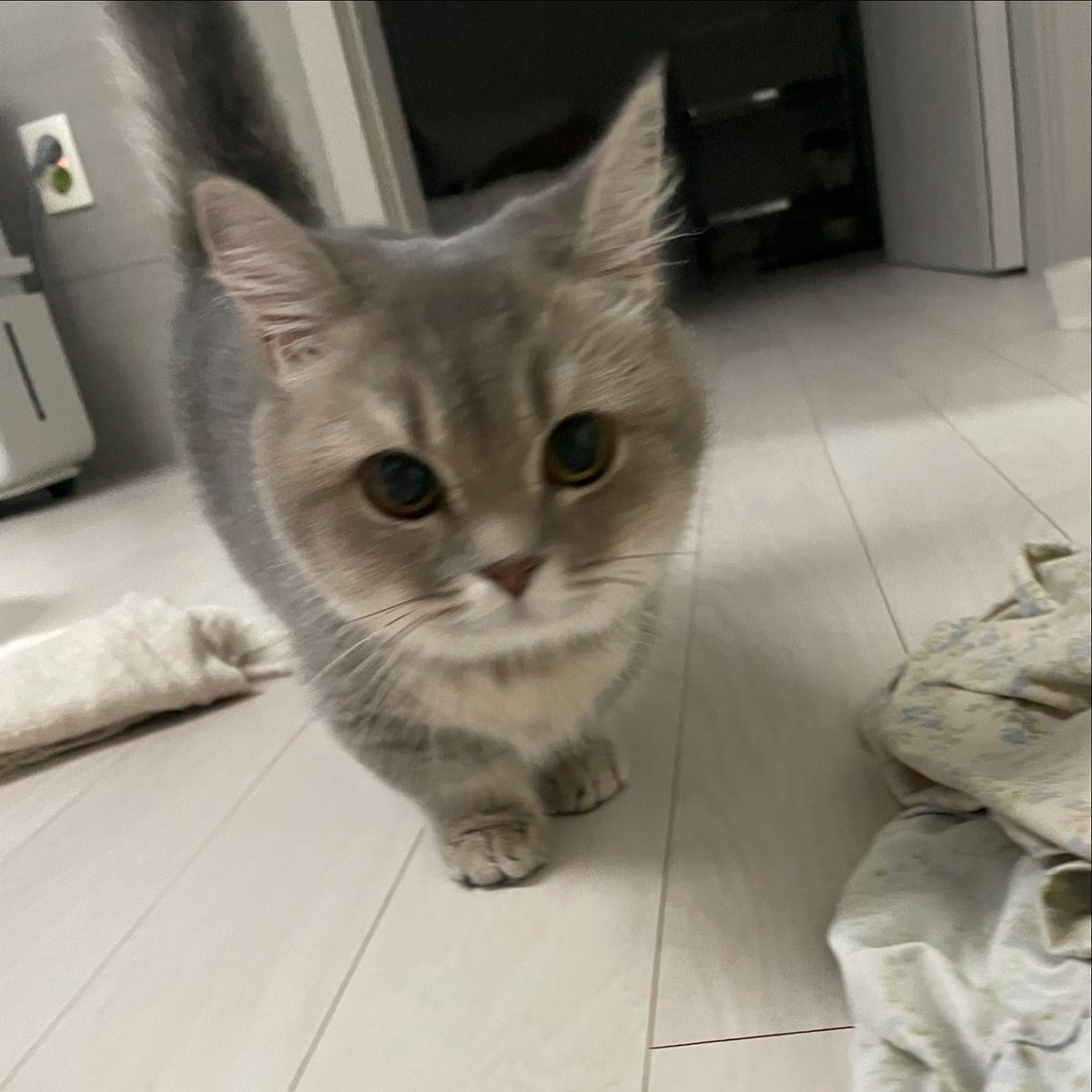 smallcutekitten's tweet image. 