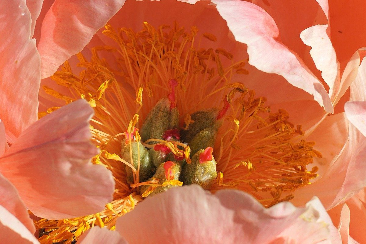 Good evening beautiful souls. Happy Tuesday evening! I hope your day has been delightful and that this evening is a relaxing end to a beautiful day as we dwell in the present moment #mindfulness #meditation #gratitude #kindness #yoga
 #compassion #breath #plants #flowers #peonies