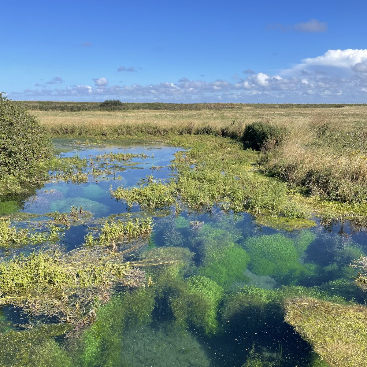 We are #hiring a working Farm Manager. It’s a hands-on role managing the farming activity; including planning and operational work involved in growing, processing and selling of crops. All whilst supporting biodiversity and soil health. Interested?