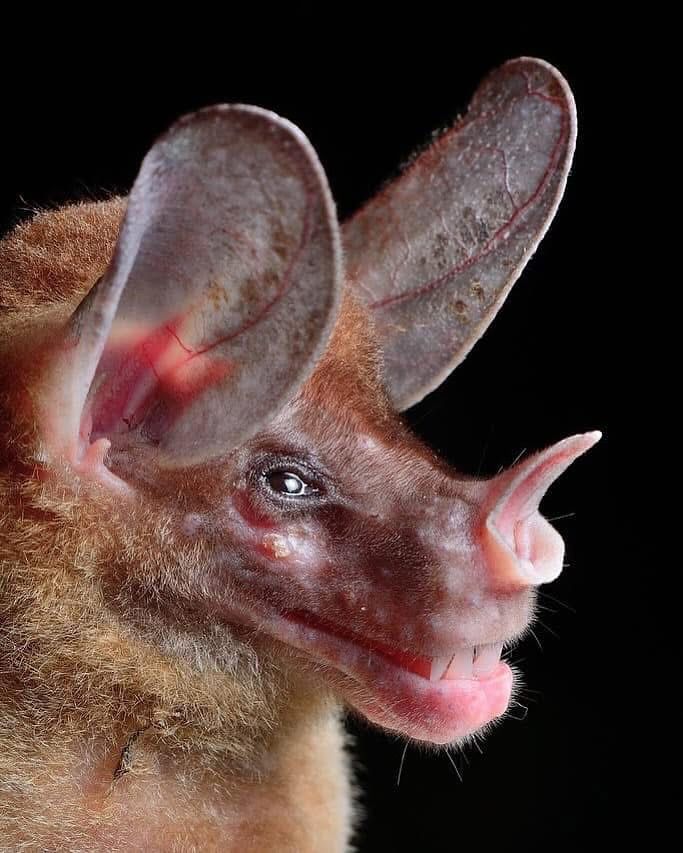 AMAZlNGNATURE's tweet image. Bats come in different shapes and sizes

📸: José G. Martínez-Fonseca