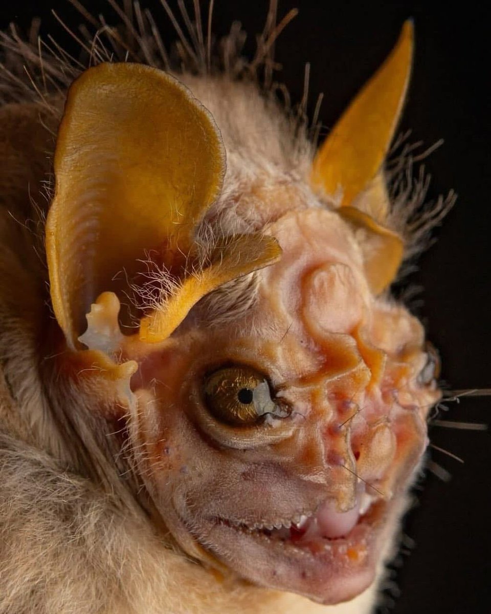 AMAZlNGNATURE's tweet image. Bats come in different shapes and sizes

📸: José G. Martínez-Fonseca