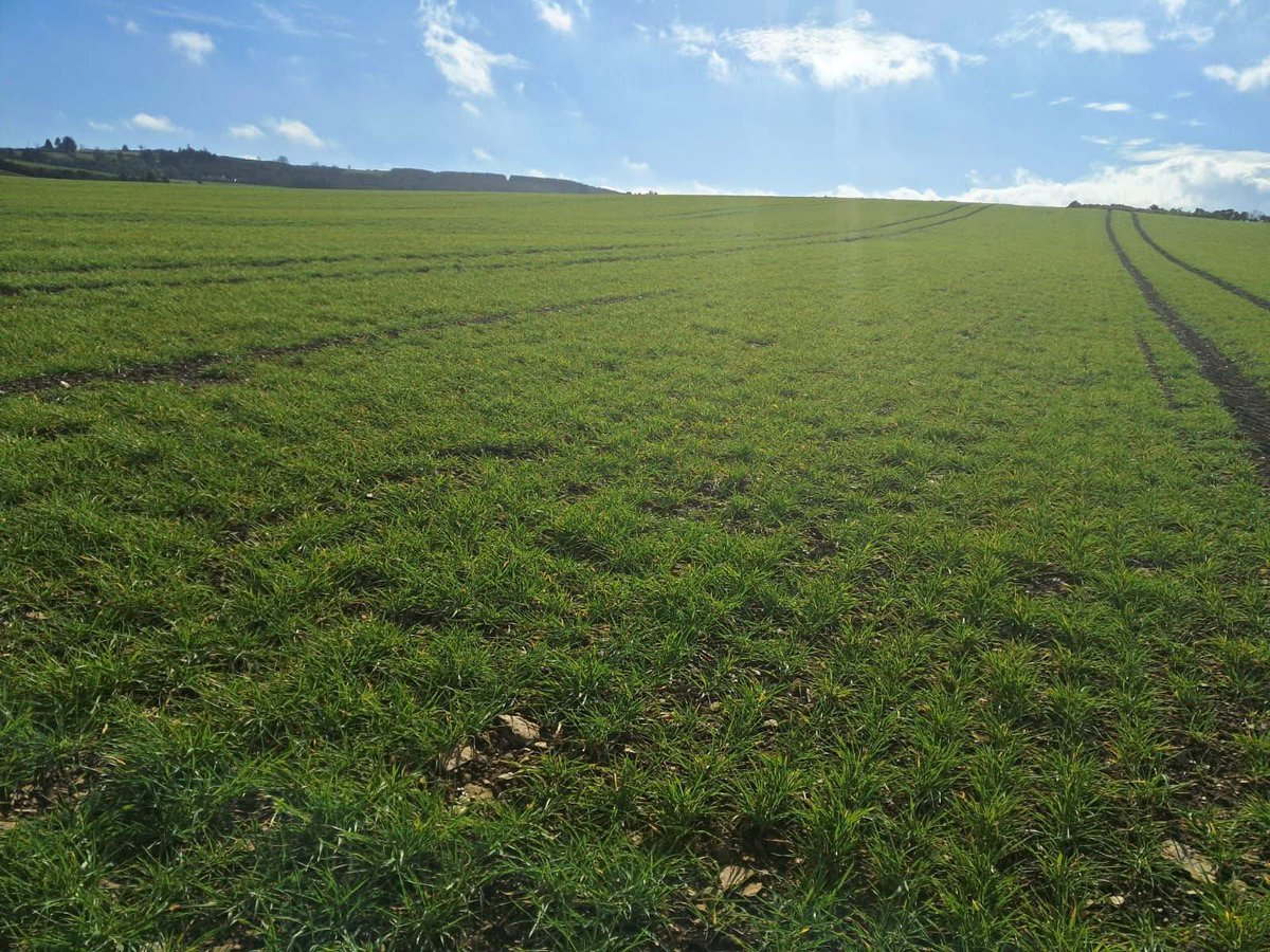 Cassia winter barley in East Wicklow received 3.5 bags per acre of 10 - 10 - 20 earlier in week and a further 52 units per acre of sulcan today. 
It's important to feed winter barley early to promote plant tillering. Further information on crop agronomy contact us