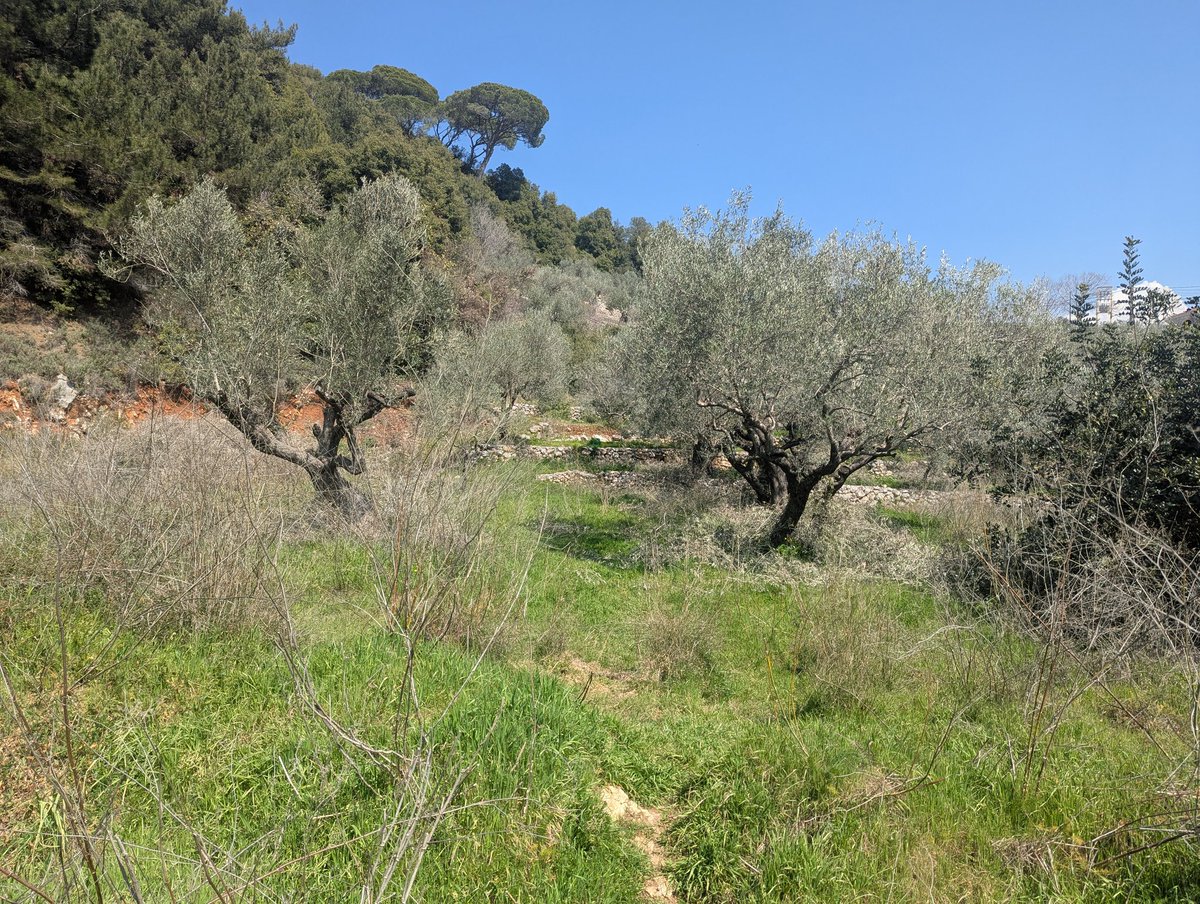 vonnynasr's tweet image. And here's the #olivegrove