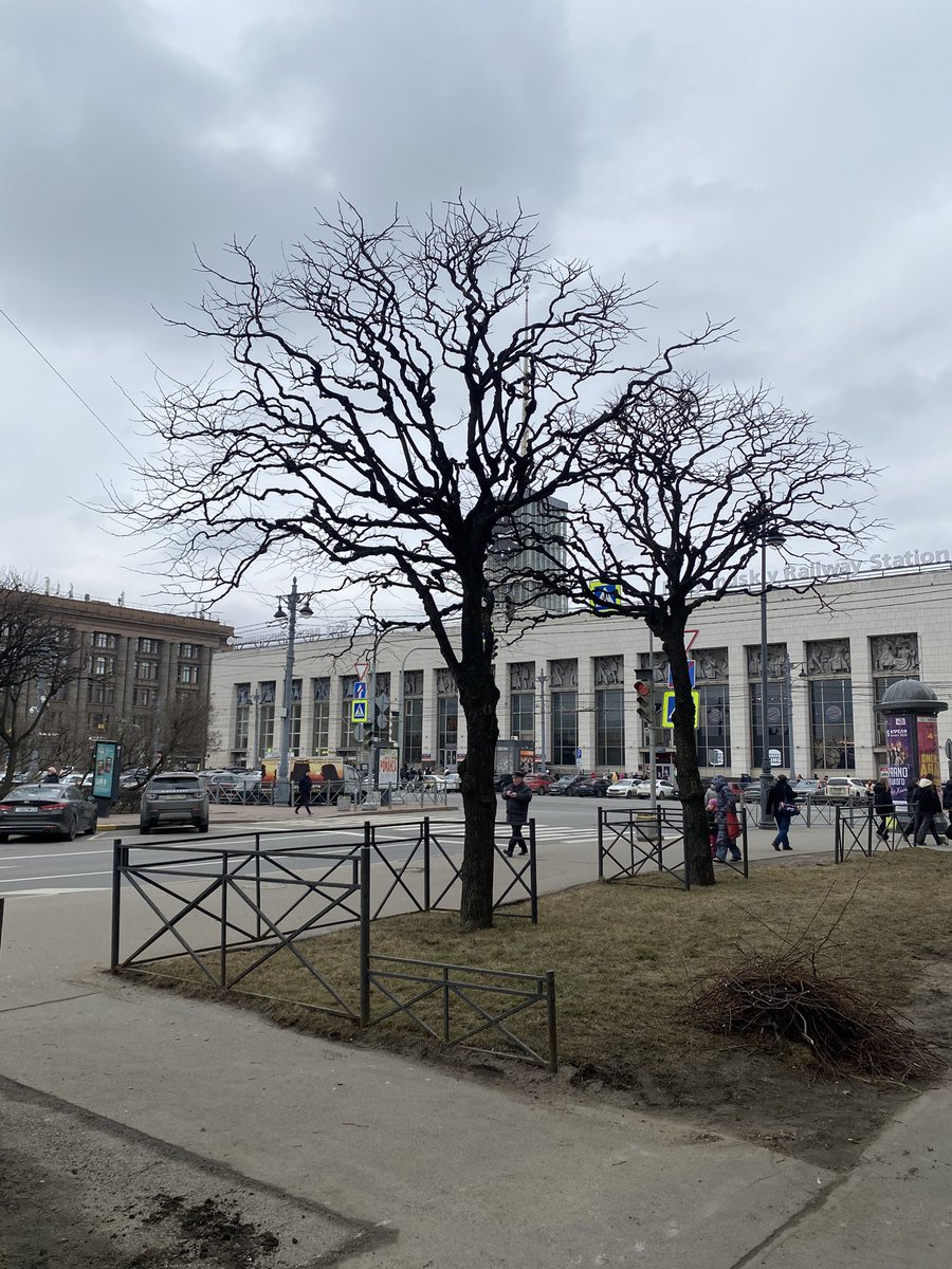 Вау. На площади Ленина происходит кронирование деревьев и после этого не остаются обрубки! Просто убирают отросшие веточки. Очень аккуратно выглядит

Слева до, справа после