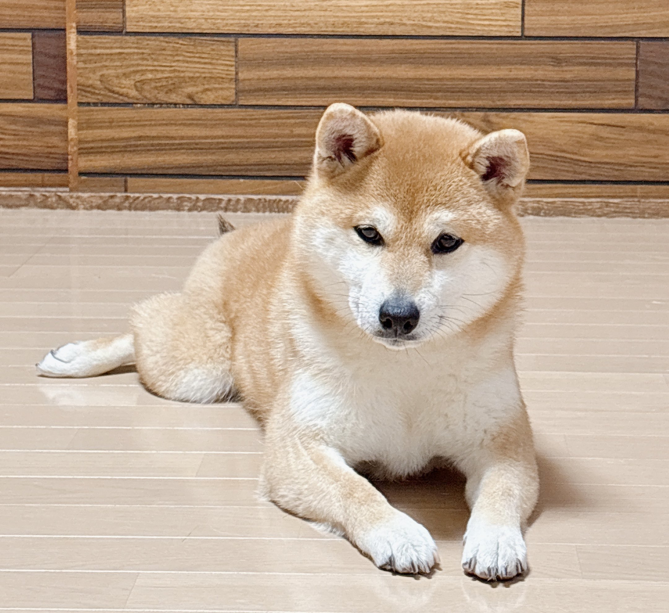 柴犬 】これぞ日本の誇る天然記念物『柴犬』魅惑のムチムチ
