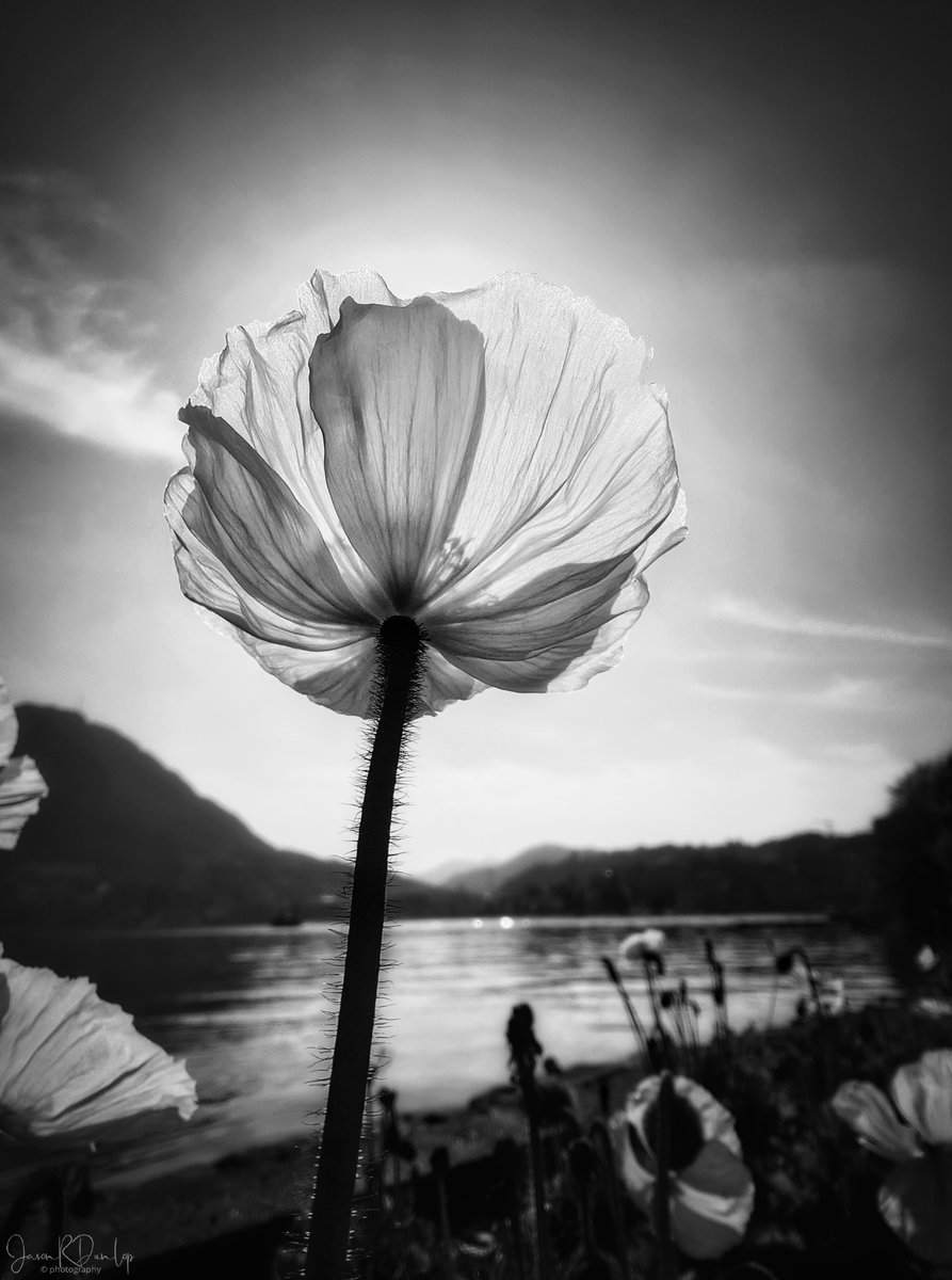 kiwi2xs's tweet photo. #photography #bnw #macro #flowers #sunandshadow #blackandwhitephotography https://t.co/8LoI09bsFC